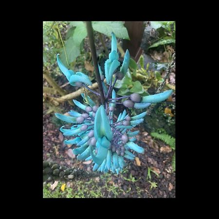 Phoenix Garden Pahoa Exterior photo